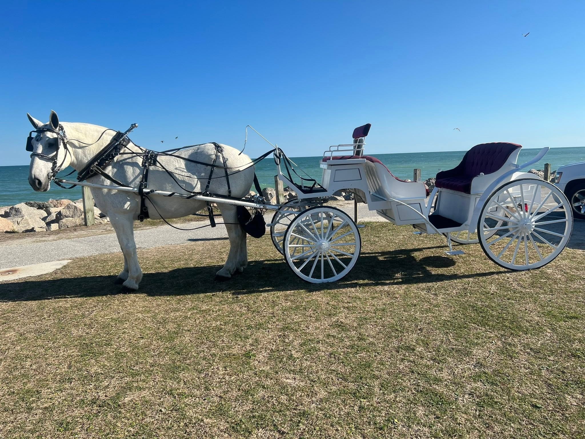 White horse and carriage parked beside the ocean on a sunny day